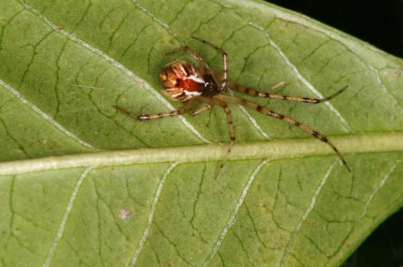 Theridion_pyramidale_D5254_Z_88_Alexandra hills Brisbane_Australie.jpg